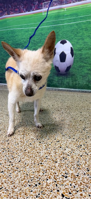 Shelter Stray Male Dog last seen Near BLOCK NE 170 ST, 3599 NW 79th Ave, Doral, FL 33122, USA