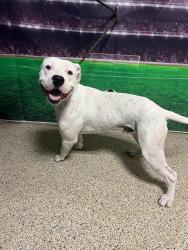 Shelter Stray Male Dog last seen SW 64 ST & SW 123 AVE, 3599 NW 79th Ave, Doral, FL 33122, USA