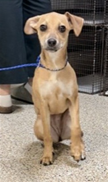 Shelter Stray Female Dog last seen NE 147 ST, 3599 NW 79th Ave, Doral, FL 33122, USA