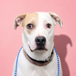 Shelter Stray Female Dog last seen Near BLOCK COLUMBUS, 2020 Forest St, Jacksonville, FL 32204, USA