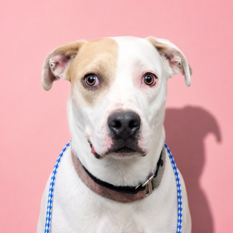 Shelter Stray Female Dog last seen Near BLOCK COLUMBUS, 2020 Forest St, Jacksonville, FL 32204, USA