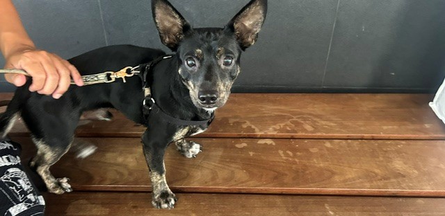 Shelter Stray Male Dog last seen EUCLID/MICHIGAN, 1640 9th St, Santa Monica, CA 90404, USA