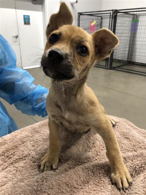 Shelter Stray Female Dog last seen Near BLOCK N CEDAR AVE, FRESNO CA 93703 3414, 5277 E Airways Blvd, Fresno, CA 93727, USA