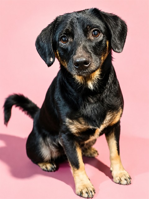 Shelter Stray Male Dog last seen Near BLOCK COLUMBUS, 2020 Forest St, Jacksonville, FL 32204, USA