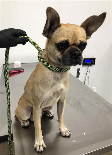 Shelter Stray Male Dog last seen Near BLOCK E GETTYSBURG AVE, FRESNO CA 93726, 5277 E Airways Blvd, Fresno, CA 93727, USA
