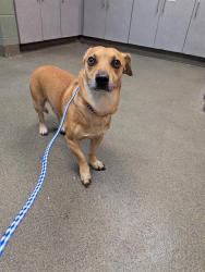 Shelter Stray Male Dog last seen Near BLOCK NORMANDY BLVD, 2020 Forest St, Jacksonville, FL 32204, USA