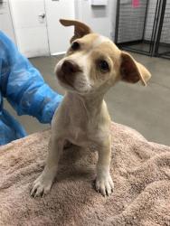 Shelter Stray Female Dog last seen Near BLOCK N CEDAR AVE, FRESNO CA 93703 3414, 5277 E Airways Blvd, Fresno, CA 93727, USA