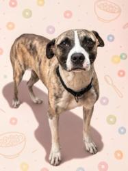 Shelter Stray Male Dog last seen Near BLOCK W 15TH ST, 2020 Forest St, Jacksonville, FL 32204, USA