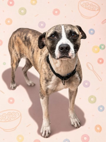 Shelter Stray Male Dog last seen Near BLOCK W 15TH ST, 2020 Forest St, Jacksonville, FL 32204, USA