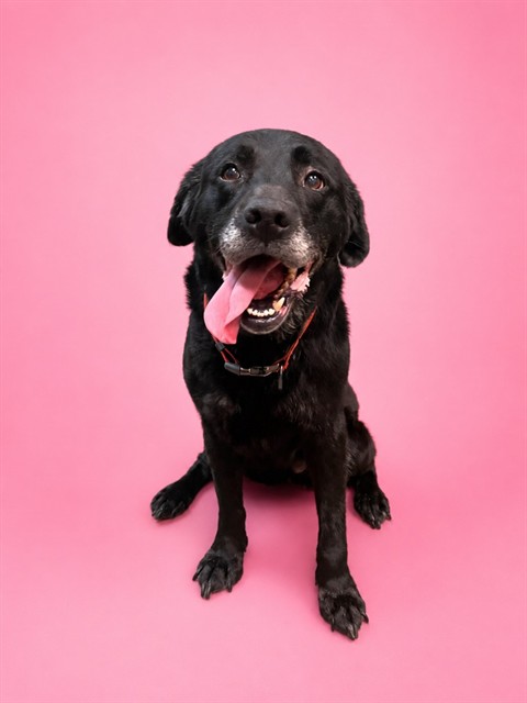Shelter Stray Female Dog last seen ASISSI LN LEASING OFFICE, 2020 Forest St, Jacksonville, FL 32204, USA