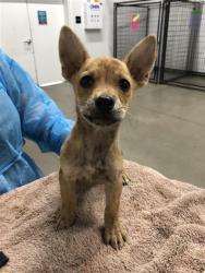 Shelter Stray Female Dog last seen Near BLOCK N CEDAR AVE, FRESNO CA 93703 3414, 5277 E Airways Blvd, Fresno, CA 93727, USA