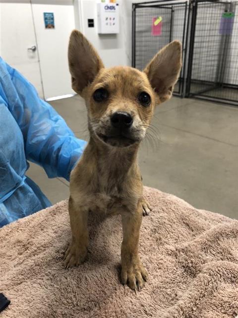 Shelter Stray Female Dog last seen Near BLOCK N CEDAR AVE, FRESNO CA 93703 3414, 5277 E Airways Blvd, Fresno, CA 93727, USA