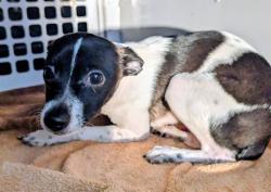 Shelter Stray Male Dog last seen Near BLOCK CLEVELAND, 2020 Forest St, Jacksonville, FL 32204, USA