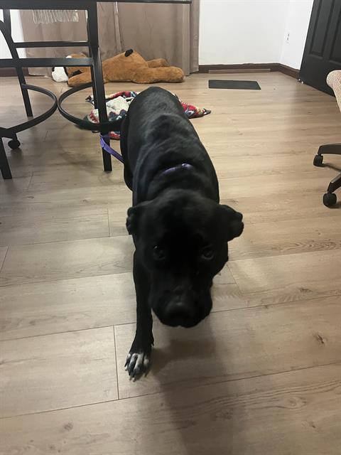 Shelter Stray Female Dog last seen Near BLOCK ORTEGA FARMS BLVD, 2020 Forest St, Jacksonville, FL 32204, USA