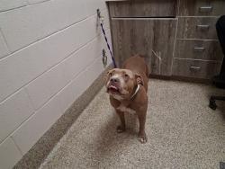 Shelter Stray Female Dog last seen Near BLOCK S 8TH ST, COLORADO SPRINGS CO 80905, 610 Abbot Ln, Colorado Springs, CO 80905, USA