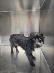 Shelter Stray Female Dog last seen , 1850 W 60th St, Los Angeles, CA 90047, USA