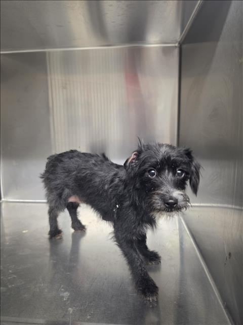 Shelter Stray Female Dog last seen , 1850 W 60th St, Los Angeles, CA 90047, USA
