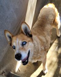 Shelter Stray Female Dog last seen , 1850 W 60th St, Los Angeles, CA 90047, USA