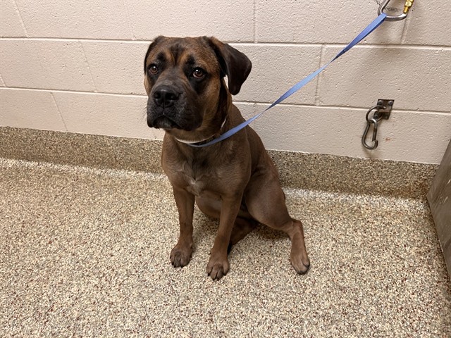 Shelter Stray Female Dog last seen Near BLOCK LINDBERGH RD, MONUMENT, CO 80132, 610 Abbot Ln, Colorado Springs, CO 80905, USA