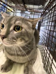 Shelter Stray Male Cat last seen , 1850 W 60th St, Los Angeles, CA 90047, USA