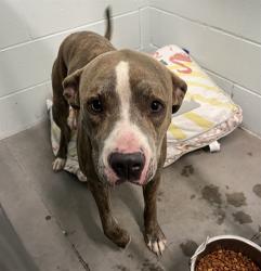 Shelter Stray Male Dog last seen DEER HAVEN RD PAISLEY, 12280 County Rd 448, Tavares, FL 32778, USA