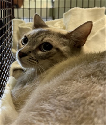 Shelter Stray Female Cat last seen , 1850 W 60th St, Los Angeles, CA 90047, USA