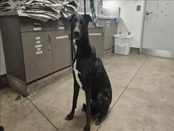 Shelter Stray Male Dog last seen , 14409 Vanowen St, Van Nuys, CA 91405, USA