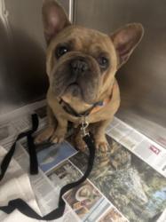 Shelter Stray Male Dog last seen , 14409 Vanowen St, Van Nuys, CA 91405, USA