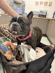 Shelter Stray Female Dog last seen , 14409 Vanowen St, Van Nuys, CA 91405, USA