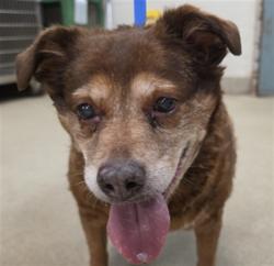 Shelter Stray Female Dog last seen ABANDONED AT AW PARKING LOT, 2811 SE 29th St, Oklahoma City, OK 73129, USA