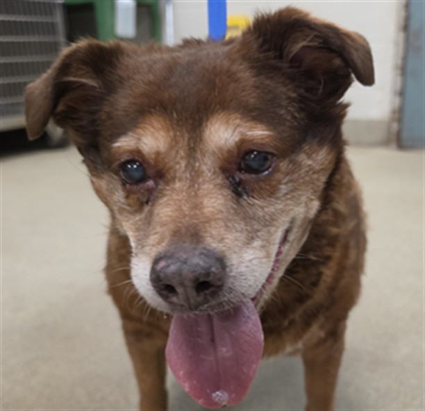 Shelter Stray Female Dog last seen ABANDONED AT AW PARKING LOT, 2811 SE 29th St, Oklahoma City, OK 73129, USA