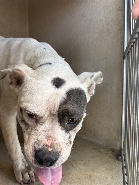 Shelter Stray Unknown Dog last seen Near BLOCK NW 18TH ST, OKLAHOMA CITY OK 73107, 2811 SE 29th St, Oklahoma City, OK 73129, USA