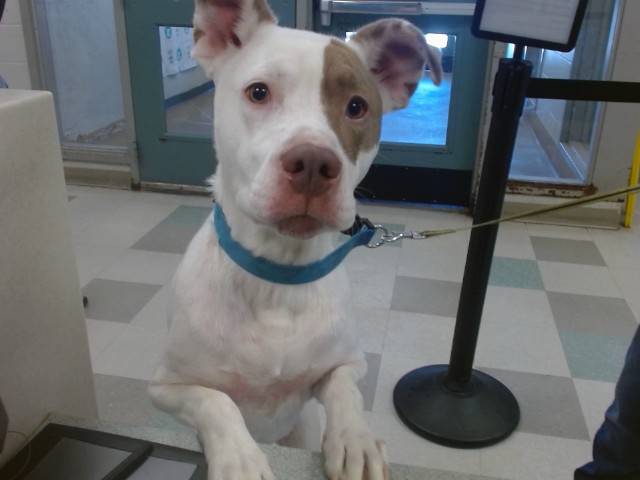 Shelter Stray Unknown Dog last seen 2810-2214 E GRAND BLVD, 2811 SE 29th St, Oklahoma City, OK 73129, USA