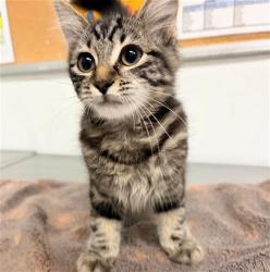 Shelter Stray Female Cat last seen , 600 Aviation Dr, Camarillo, CA 93010, USA