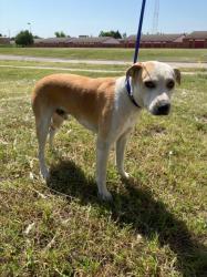 Shelter Stray Male Dog last seen Near BLOCK N ROCK RD, WICHITA KS 67206, 3303 N Hillside St, Wichita, KS 67219, USA