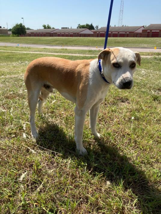 Shelter Stray Male Dog last seen Near BLOCK N ROCK RD, WICHITA KS 67206, 3303 N Hillside St, Wichita, KS 67219, USA