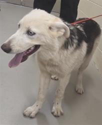 Shelter Stray Male Dog last seen , 232 Eslinger Way, Sanford, FL 32773, USA