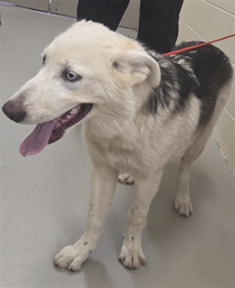 Shelter Stray Male Dog last seen , 232 Eslinger Way, Sanford, FL 32773, USA