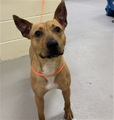 Shelter Stray Female Dog last seen EMPIRE TIRE SANFORD, 232 Eslinger Way, Sanford, FL 32773, USA