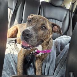 Shelter Stray Female Dog last seen Near, 2600 S Harding St, Indianapolis, IN 46221, USA