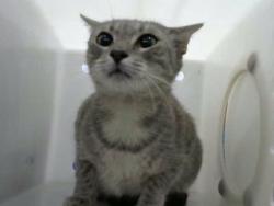 Shelter Stray Female Cat last seen Near BLOCK WYOMING BLVD NE, 8920 Lomas Blvd NE, Albuquerque, NM 87112, USA