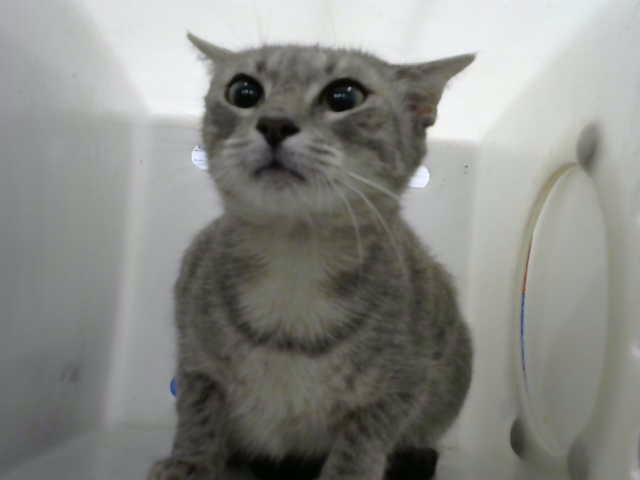 Shelter Stray Female Cat last seen Near BLOCK WYOMING BLVD NE, 8920 Lomas Blvd NE, Albuquerque, NM 87112, USA