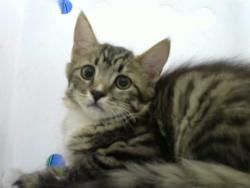Shelter Stray Female Cat last seen Near BLOCK LAUREL DR SE, 8920 Lomas Blvd NE, Albuquerque, NM 87112, USA