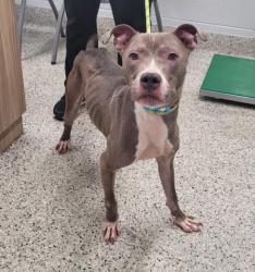 Shelter Stray Male Dog last seen Near BLOCK ARDMORE ST, DETROIT, MI 48227, 7401 Chrysler Dr, Detroit, MI 48211, USA