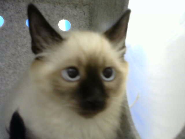 Shelter Stray Unknown Cat last seen Near BLOCK LAUREL DR SE, 8920 Lomas Blvd NE, Albuquerque, NM 87112, USA