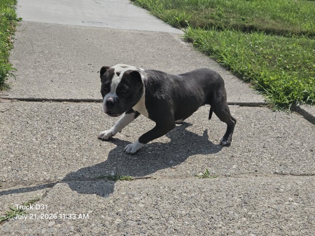 Shelter Stray Male Dog last seen Near BLOCK WESTFIELD ST, DETROIT, MI 48204, 7401 Chrysler Dr, Detroit, MI 48211, USA