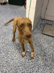 Shelter Stray Female Dog last seen Near BLOCK PALMWOOD DR, INDIO, CA, 72050 Pet Land Pl, Thousand Palms, CA 92276, USA