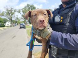 Shelter Stray Male Dog last seen Near BLOCK DWYER ST, DETROIT, MI 48212, 7401 Chrysler Dr, Detroit, MI 48211, USA