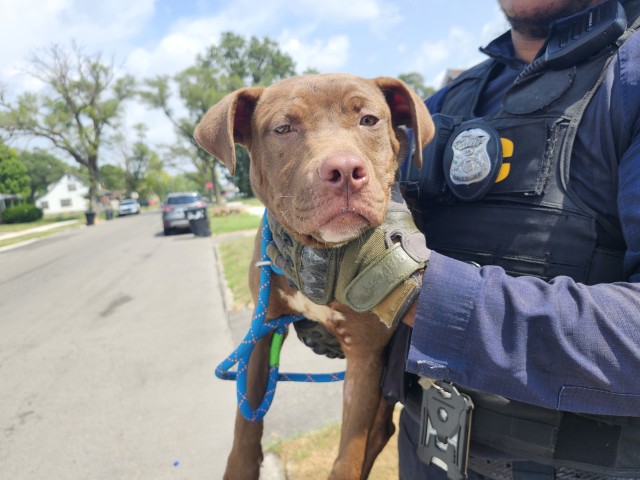 Shelter Stray Male Dog last seen Near BLOCK DWYER ST, DETROIT, MI 48212, 7401 Chrysler Dr, Detroit, MI 48211, USA