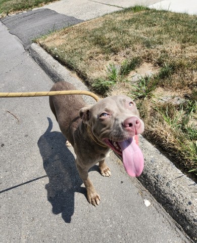 Shelter Stray Female Dog last seen Near BLOCK DWYER ST, DETROIT, MI 48212, 7401 Chrysler Dr, Detroit, MI 48211, USA